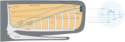 Click-click, who’s there? Acoustically derived estimates of sperm whale size distribution off western Ireland